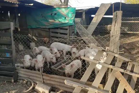 La provincia brindó recomendaciones ante el aumento de casos de triquinosis