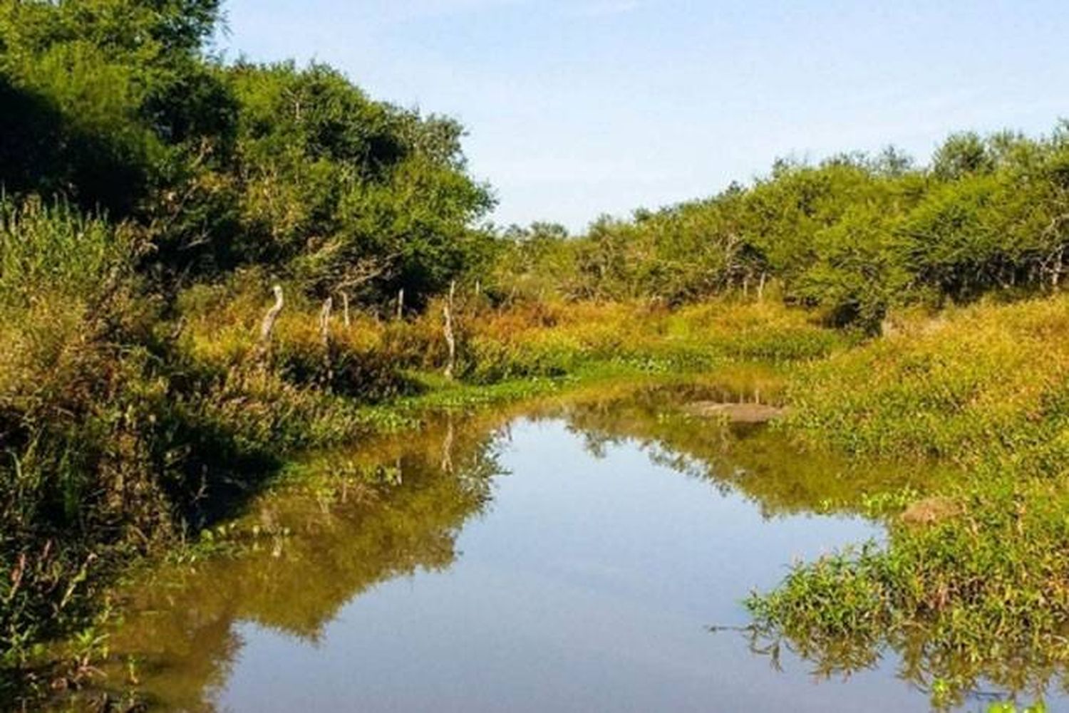 Intensifican el cuidado del  bosque nativo