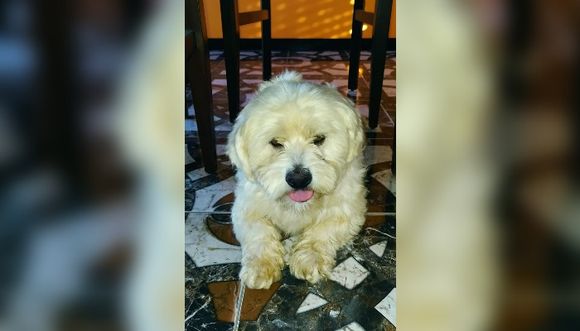 Mascotas: Ana encontró a este perrito y busca a su dueño