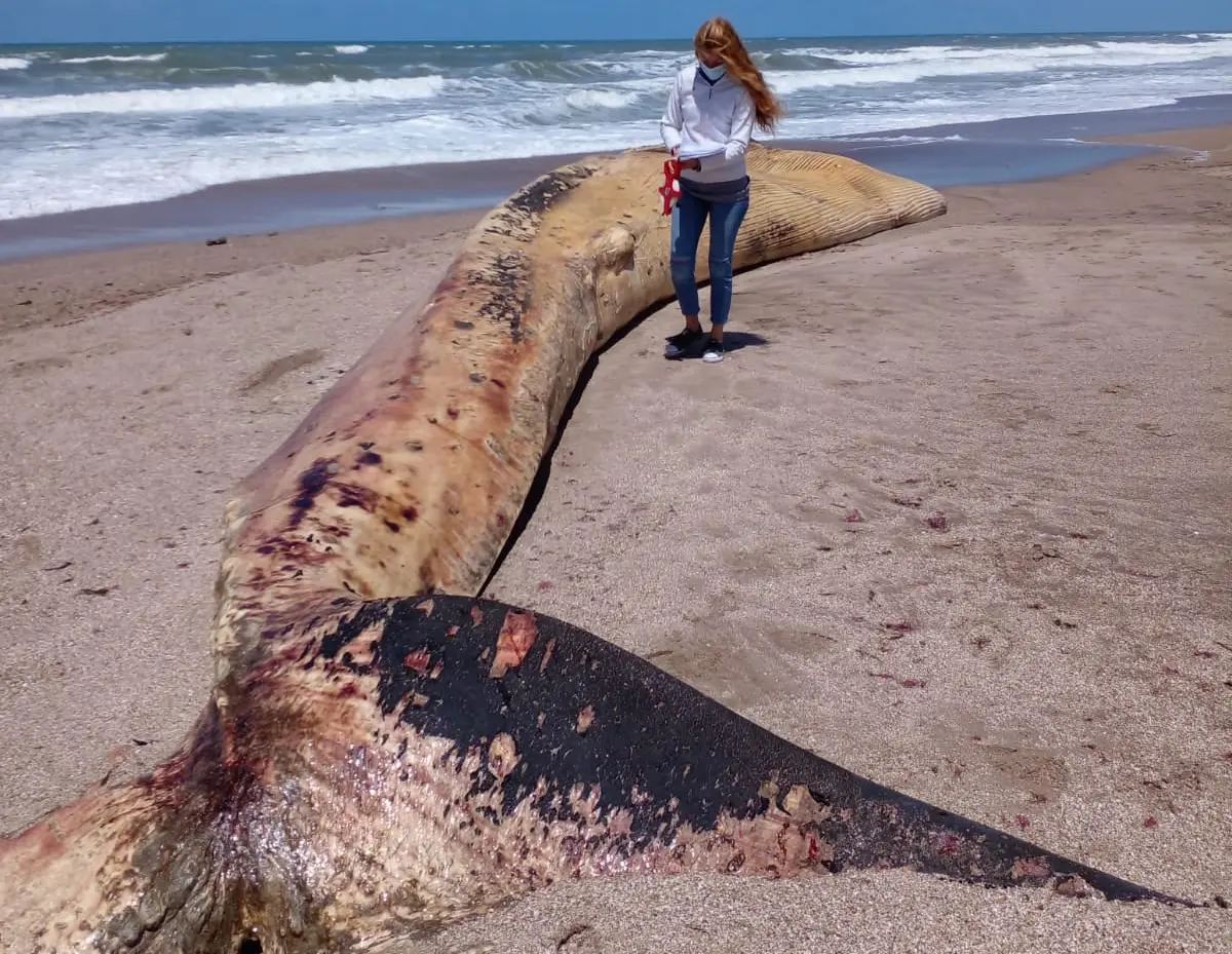 Hallan ballena muerta en la playa