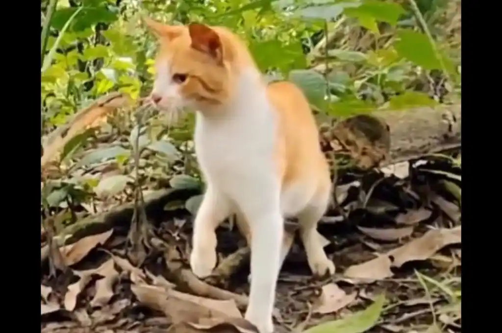 Un gato enfrenta a una serpiente