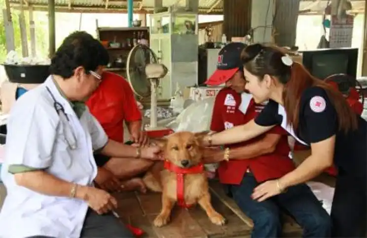 Un perro salva a un bebé que fue tirado a un basurero