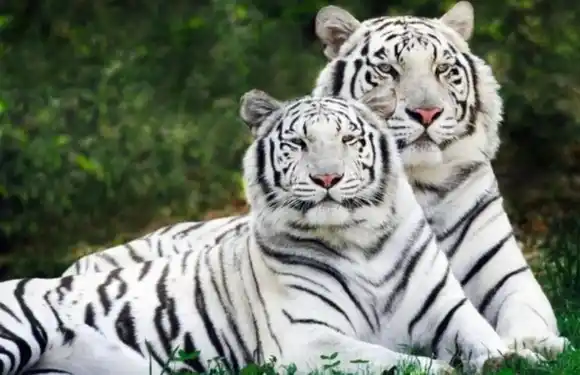 Cuatro nuevos tigres de bengala recibirán los zoológicos de El Pinar y Caricuao