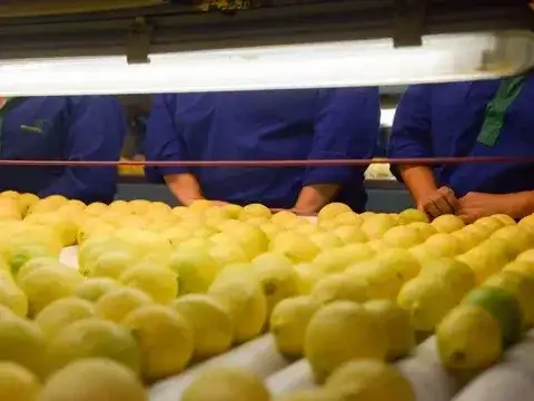 La exportación de limón aumentó 36 por ciento