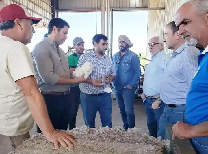 Zieseniss: “Los precios fijados por Formosa para el algodón son referencia a nivel regional”