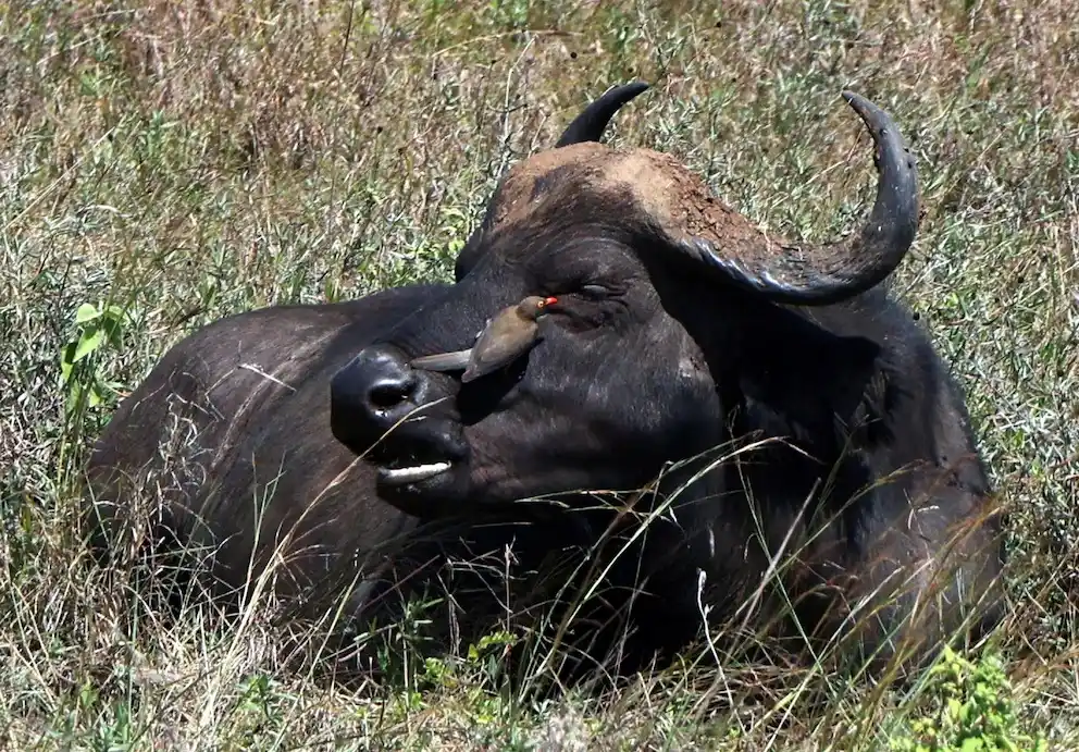bufalo safari de caza en Sudáfrica