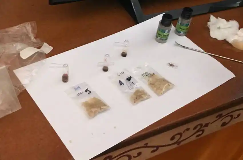 Cayó una banda internacional que vendía alucinógenos para "terapias"