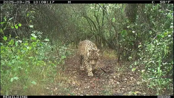 Tragedia ambiental en Chaco: cazadores mataron a Acaí, la yaguareté liberada en El Impenetrable