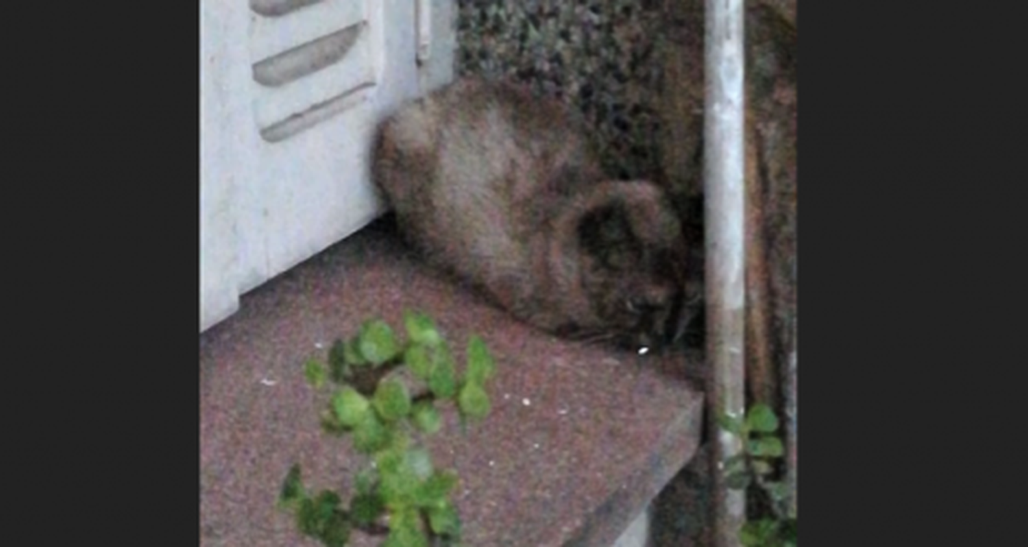 Marita encontró un gatito y busca a su familia