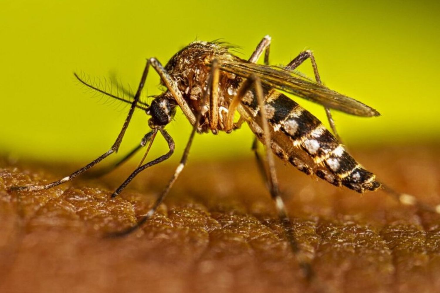 Objetivo Dengue: en el inicio del otoño, Provincia recuerda la necesidad de seguir con las medidas de prevención