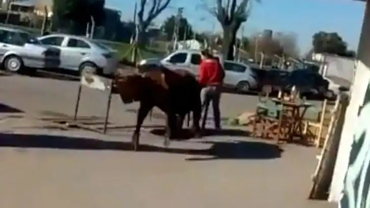 Un toro suelto atacó a una señora que estaba vestida de rojo haciendo un asado