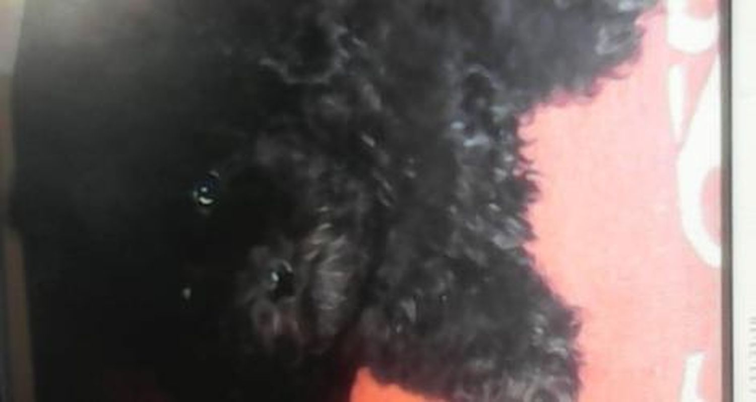 Mascota perdida