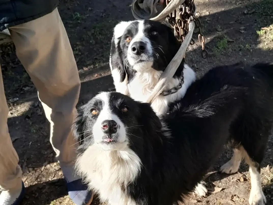Este viernes se realizará una nueva jornada de castraciones de mascotas en Pueblo Belgrano