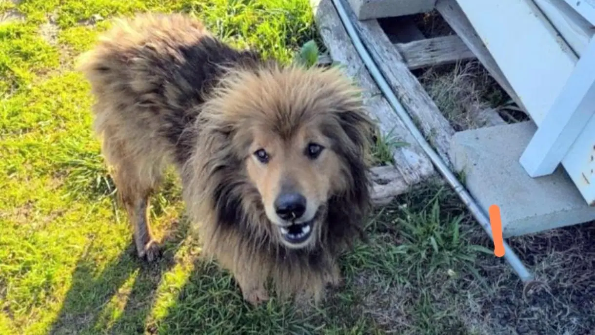 "León", el perrito abandonado que espera un rescate