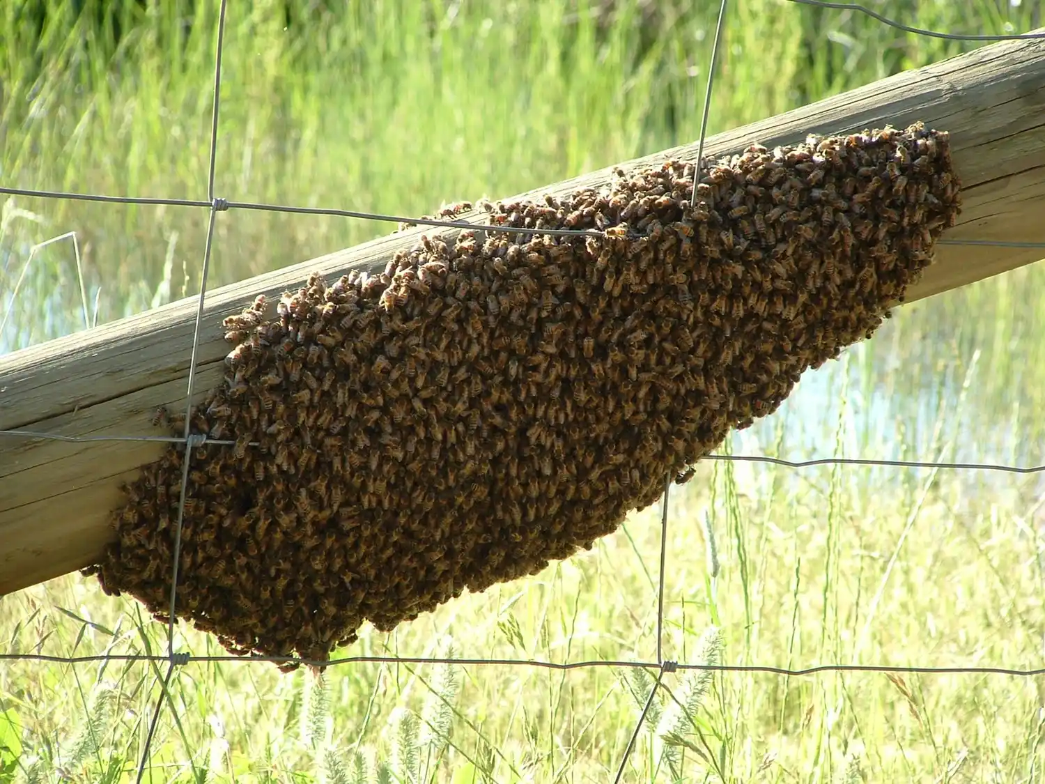 Murió un hombre de 91 años tras ser atacado por un enjambre de abejas en una zona rural de Santiago del Estero