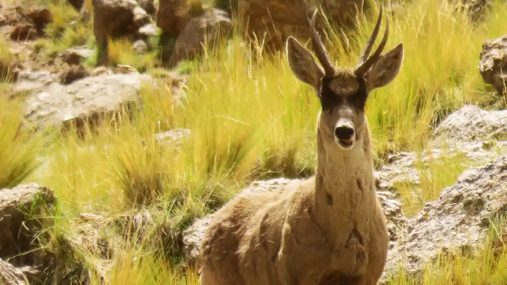Qué es la taruca, el ciervo del nuevo billete de 100 pesos