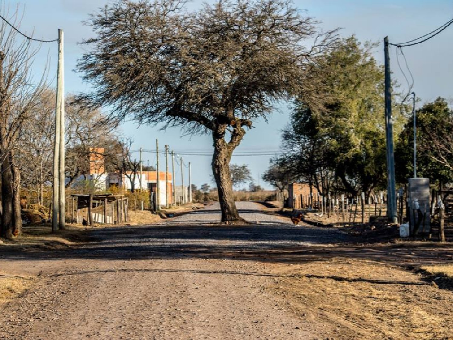 El progreso no pudo quitar del medio a un centenario  algarrobo en Devoto