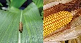 Cómo afectó el clima en la implantación temprana del maíz