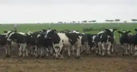 Están disponibles créditos para tamberos a tasa subsidiada