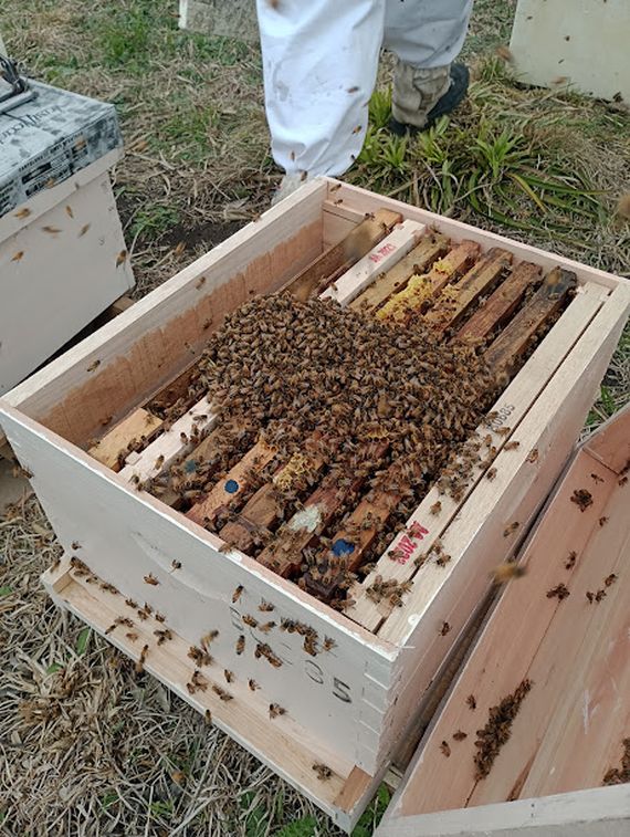 Comenzó a funcionar en la Chacra Experimental El Arraigo una unidad demostrativa apícola