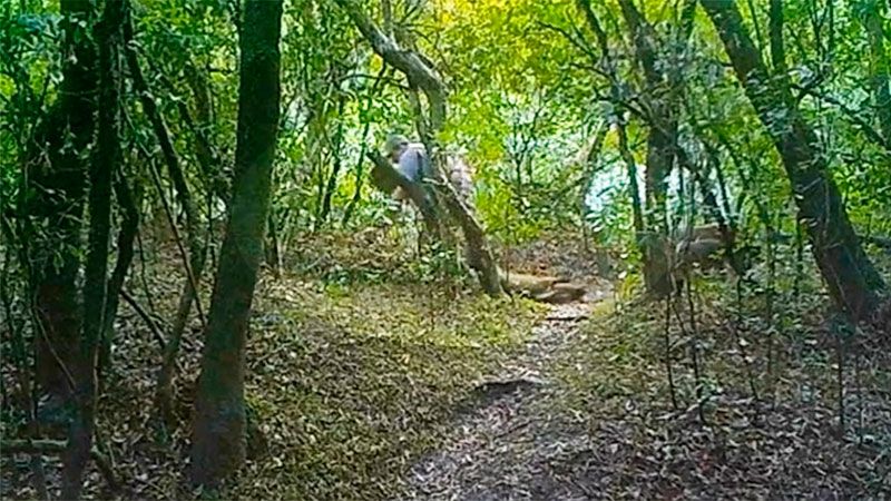 Mediante “cámaras trampa” detectan a cazadores furtivos en un área protegida
