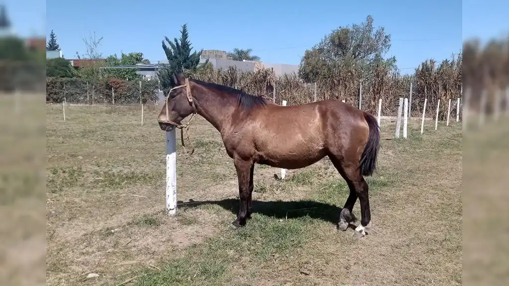 Hallaron a salvo la yegua preñada que había sido robada