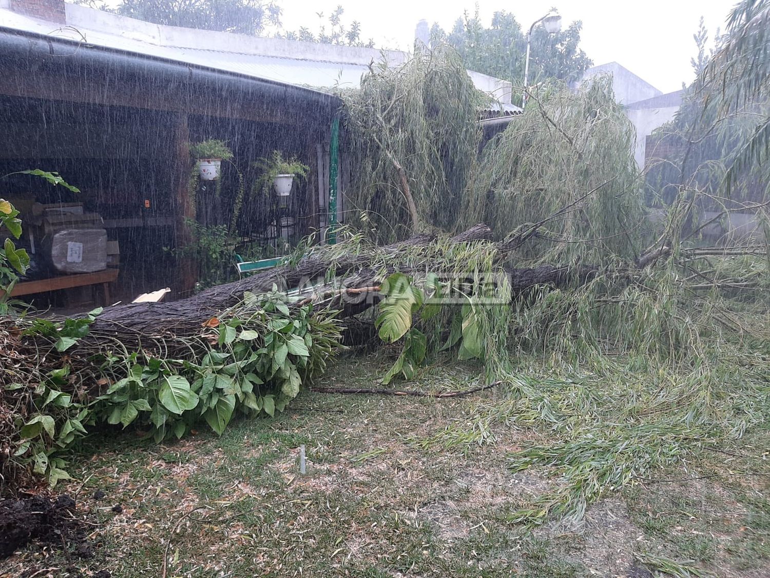 Vientos de más de 75 km/h y más de 25 mm. de lluvia en 20 minutos: La tormenta generó destrozos en la ciudad