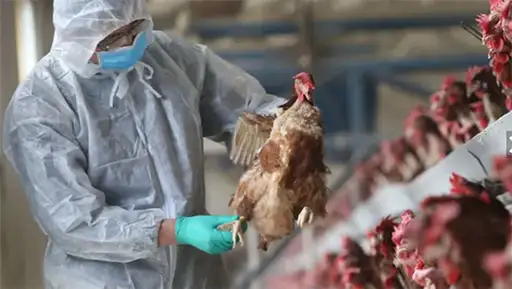 La influenza aviar es una enfermedad infecciosa que principalmente afecta a las aves.