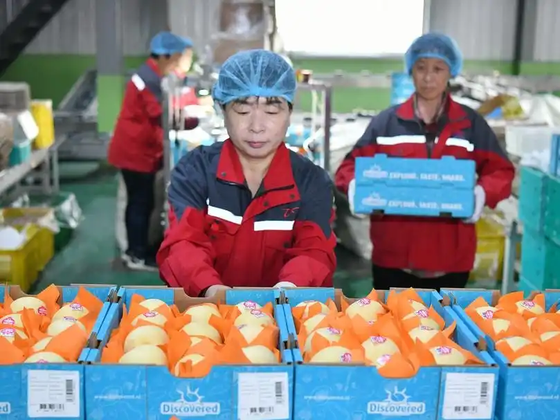 Primera exportación de peras chinas a Argentina expone la crisis del sector frutícola nacional