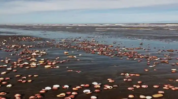 Masiva mortandad de caracoles por una sudestada en Pehuen Có