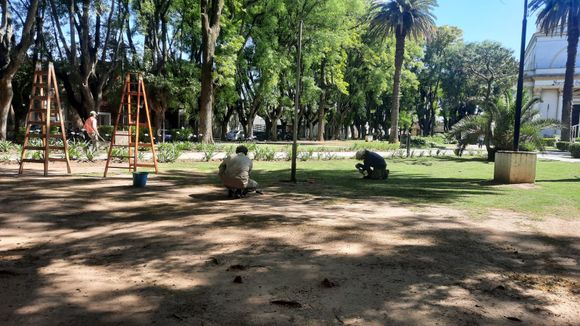 Comenzaron los preparativos para el árbol de Navidad de plaza Constitución