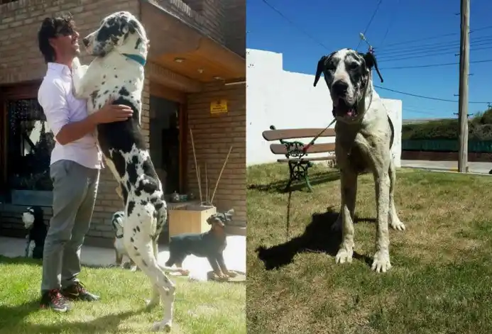 Viajó más de 1.500 km con un Gran Danés que encontró herido en la ruta
