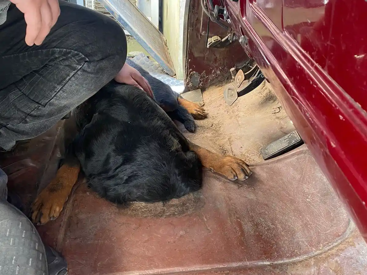 El perro había metido la cabeza en un agujero.