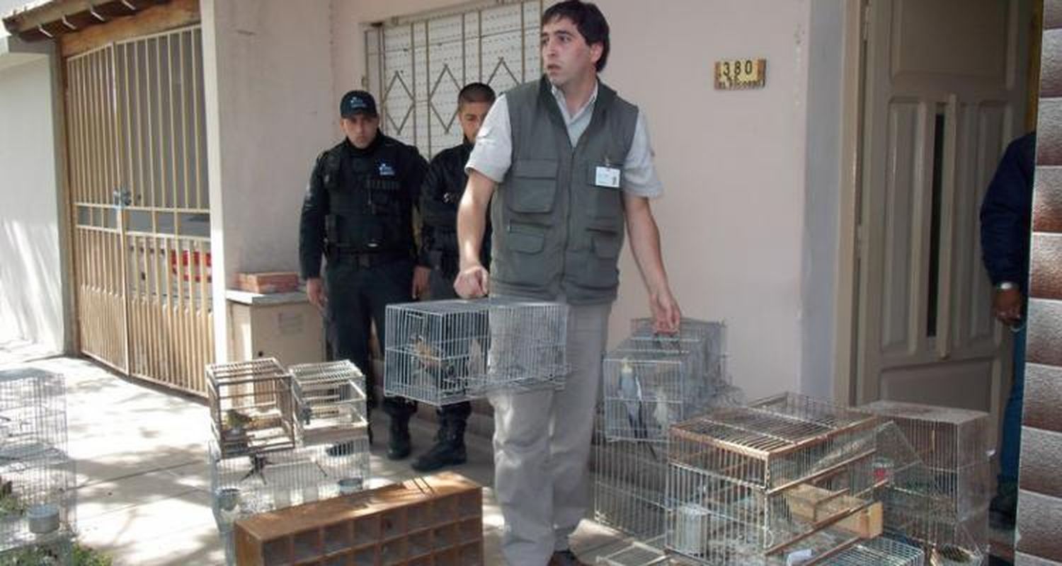 La causa de las aves es “tentativa de contrabando”