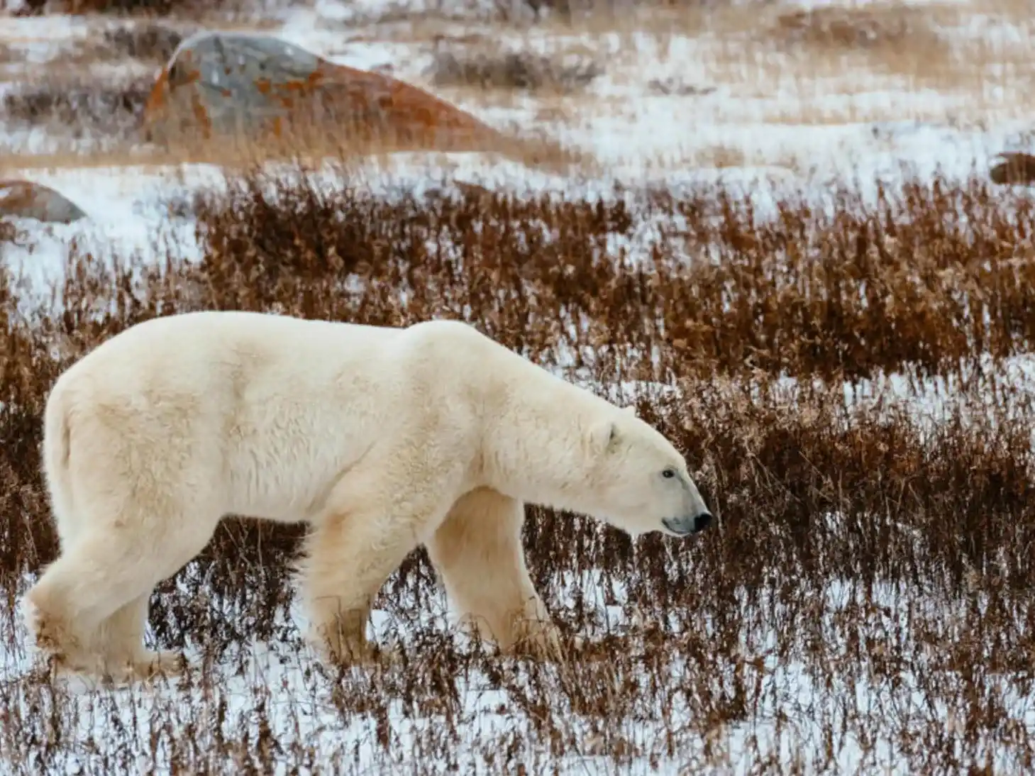 El oso polar muestra cambios genéticos acelerados para resistir la pérdida de hielo