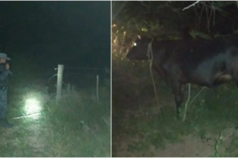 Se metieron a un campo, mataron animales con una escopeta y los faenaron con un hacha: fueron condenados a muchos años de prisión
