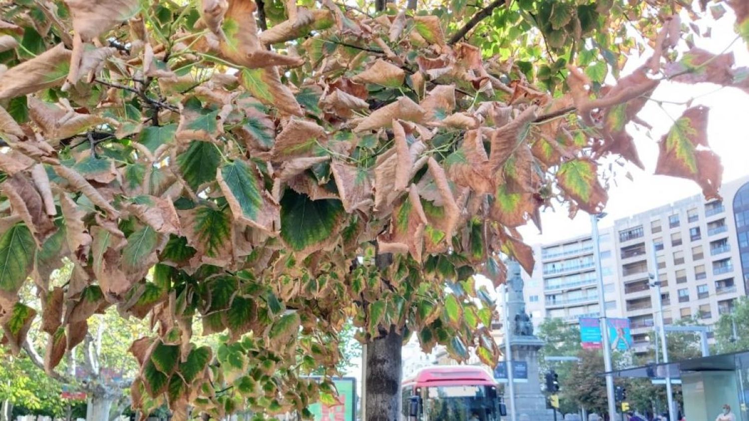 En Aquel Paisaje Donde Vivo-
El arbolado urbano de Gualeguay