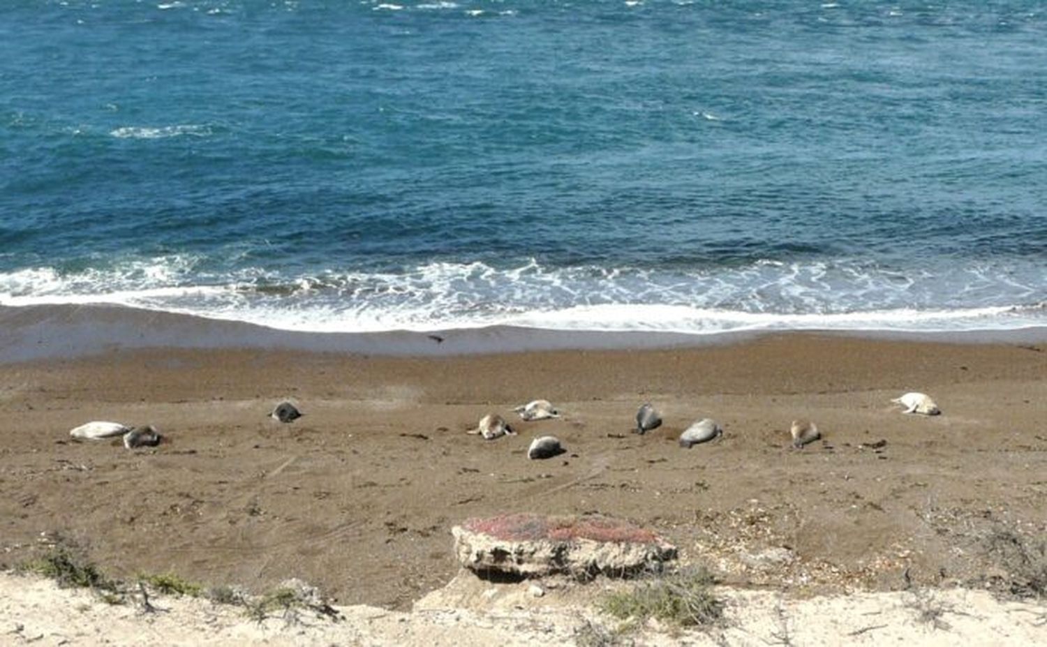 Nacieron cachorros de elefante marino en costas bonaerenses: los riesgos de este cambio para la especie