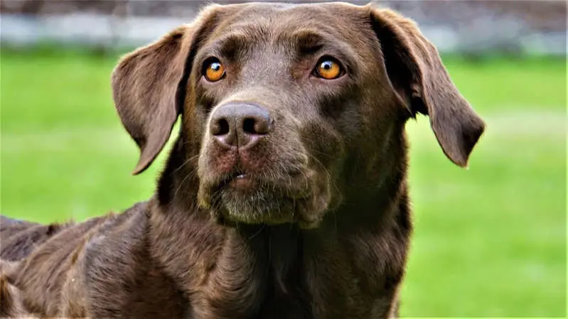 Coco, el primer perro tratado por alcoholismo