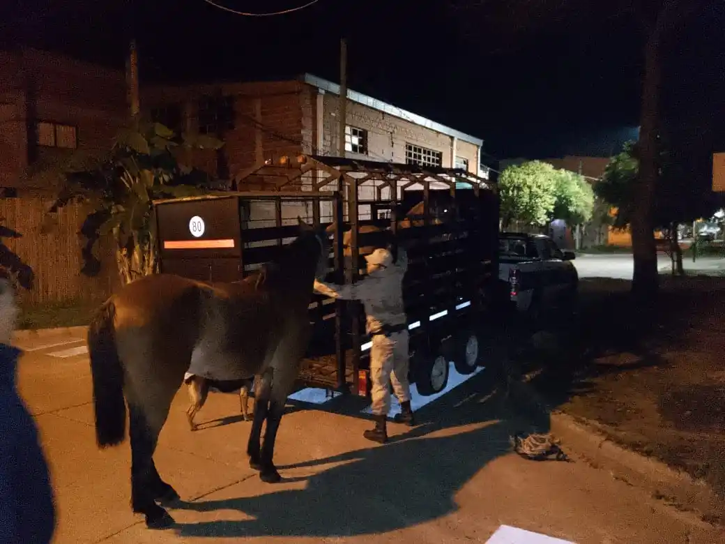 Realizaron un nuevo operativo contra acarreo de equinos y secuestraron dos caballos
