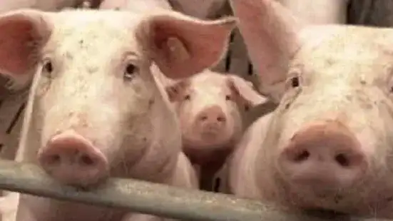 Cuidados en la alimentación de los cerdos