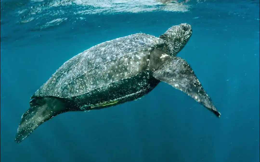 Hallan en Ecuador nido de enorme tortugas laúd, en riesgo de extinción