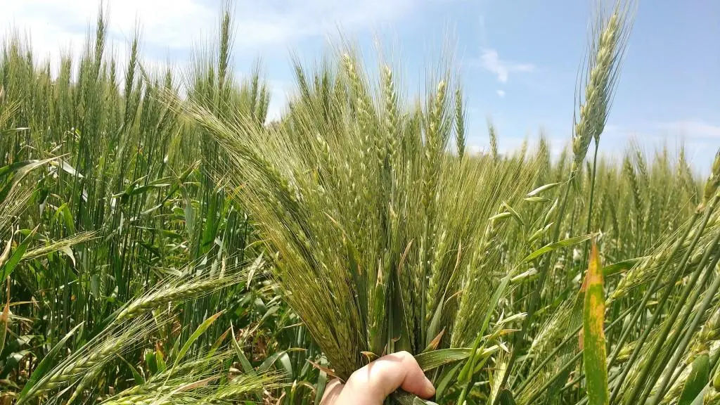 El trigo por las nubes: superó los u$s 400 en Chicago