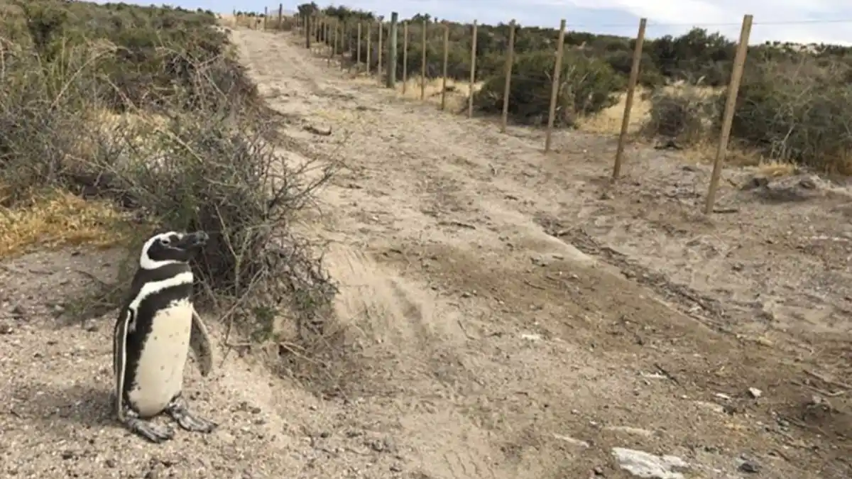 Conicet confirma el alto impacto ambiental por la matanza de pingüinos en Punta Tombo