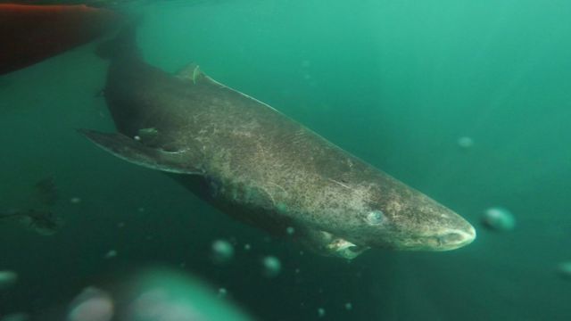 Hallaron una especie de tiburón que puede vivir hasta 400 años