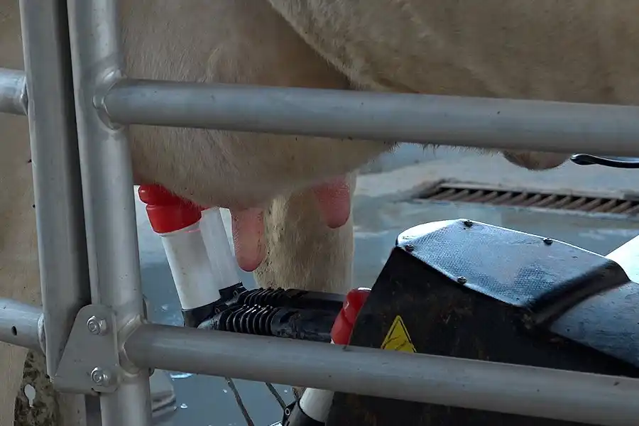 Con láseres detectan la ubre y conectan la pezonera donde corresponde