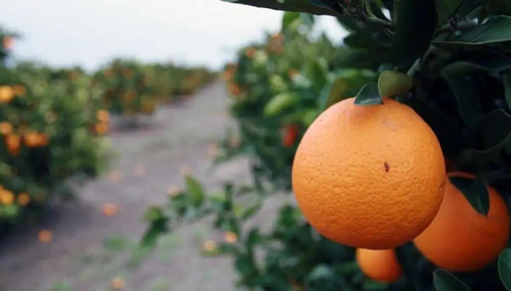 Citricos entrerrianos Aumentan controles de presencia de HLB