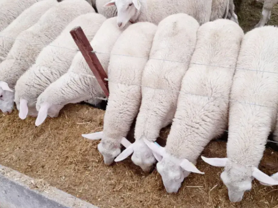 Un nuevo modelo de producción y consumo propone lograr corderos pesados que dejen 25 kilos al gancho