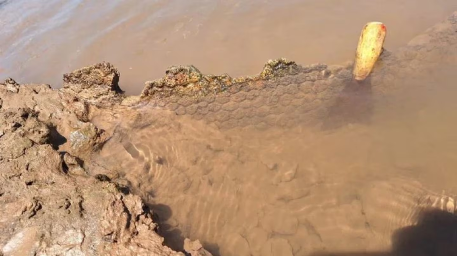 Impactante hallazgo: un joven nadaba en un río de Córdoba y encontró los restos de un gliptodonte