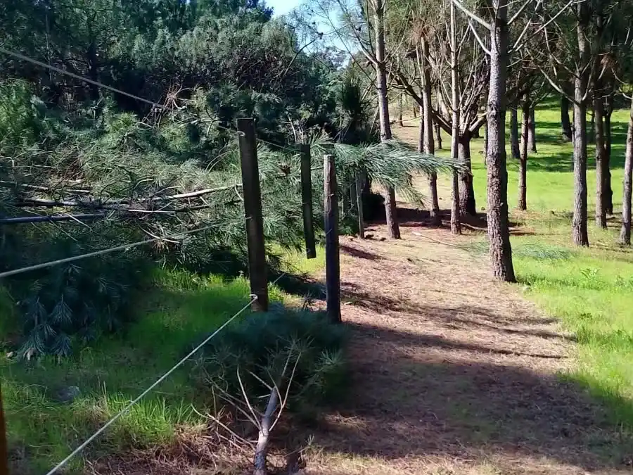 Prevención. Para reducir el riesgo de incendios en Arenas Verdes